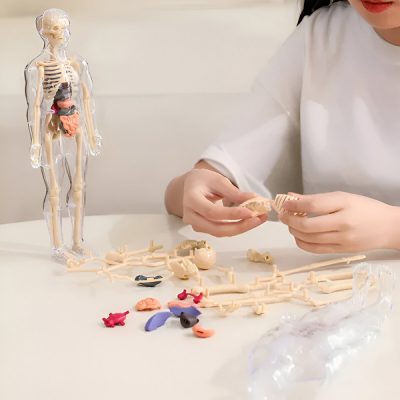 Modello di anatomia umana - 16 organi e ossa rimovibili | FLESHTOPIA